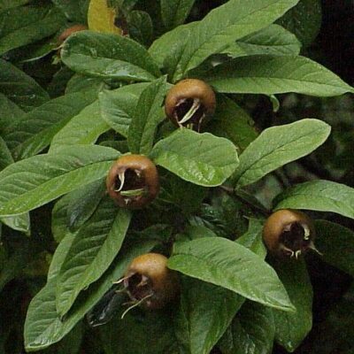 frutti di nespolo comune