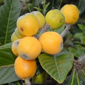 frutti di nespolo del giappone