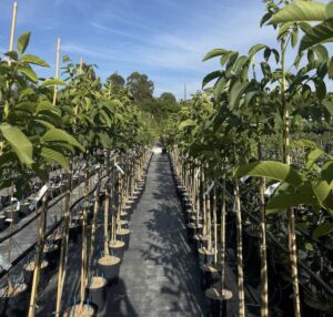 Noce Comune CL9 Vivai Frappetta