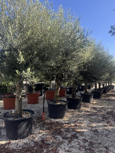 OLIVO ARBEQUINA