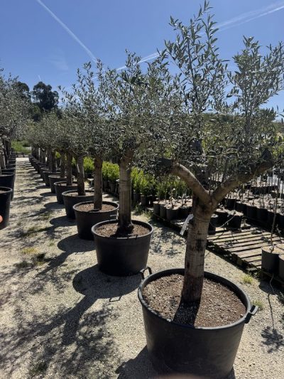 OLIVO ARBEQUINA 50-60