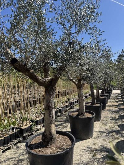 OLIVO ARBEQUINA 60-80