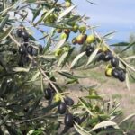 OLIVO-CIPRESSINO