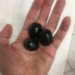 OLIVO GORDAL SEVILLANA - Olea europea 'Gordales'