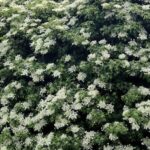 ORTENSIA RAMPICANTE Hydrangea petiolaris