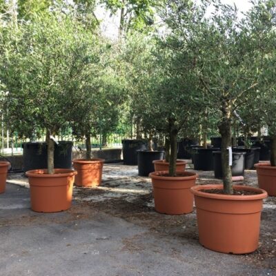esemplari di olivo arbequina olea europea