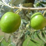 Olivo Nocellara del Belice - frutto