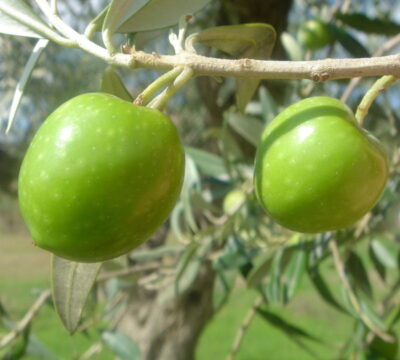 Olivo Nocellara del Belice - frutto