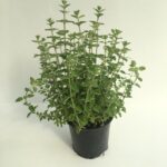 piantina di origano origanum vulgare