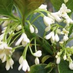 Osmanthus fragrans Olea fragrans