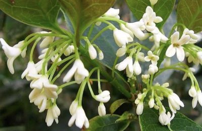 Osmanthus fragrans Olea fragrans