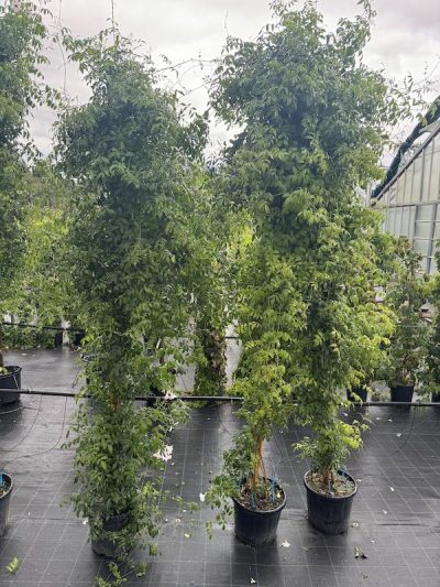 Pandorea jasminoides