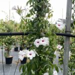 Pandorea jasminoides - Dettaglio - Vivai Frappetta