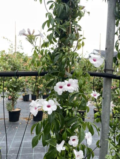 Pandorea jasminoides - Dettaglio - Vivai Frappetta