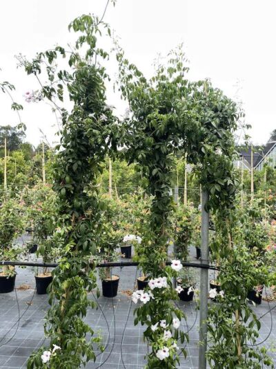 Pandorea jasminoides - Vivai Frappetta