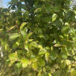 Parrotia persica 'Persian Spire'