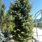 Parrotia persica - Vivai Frappetta