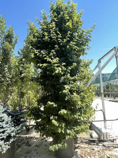 Parrotia persica - Vivai Frappetta