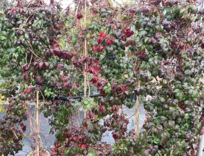 Parthenocissus quinquefolia VITE DEL CANADA Vivai Frappetta