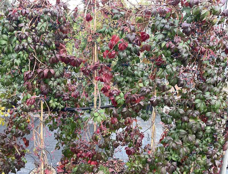 Parthenocissus quinquefolia VITE DEL CANADA - Vivai Frappetta Roma