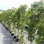 Parthenocissus quinquefolia VITE DEL CANADA - Vivai Frappetta