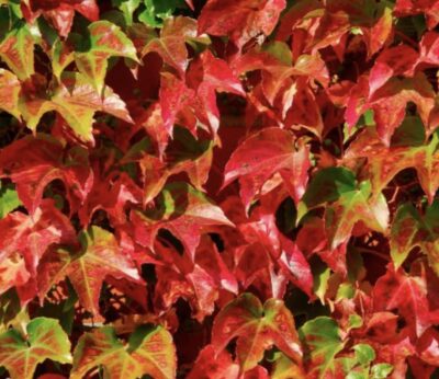 Parthenocissus tricuspidata VITE AMERICANA