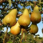 frutti di pero abate fetel