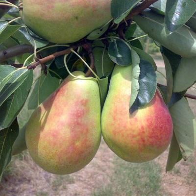 frutti di pero butirra precoce