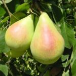 frutti di pero coscia