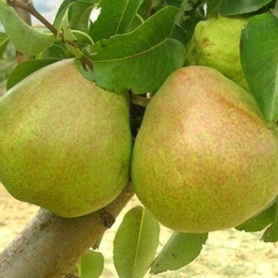 frutti di pero decana d'inverno