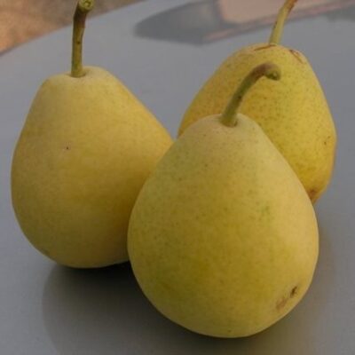 frutti di pero gentile