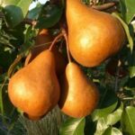 frutti di pero kaiser