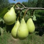 frutti di pero spadona di castalmadama