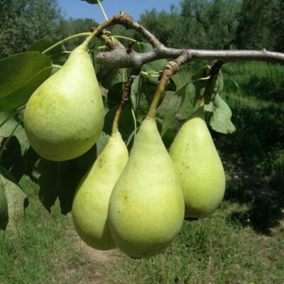 frutti di pero spadona di castalmadama