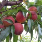 Frutti di Pesco Cotogna di Rosano