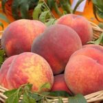 Frutti di Pesco Maria Bianca