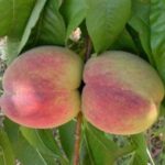 Frutti di Pesco Michelini