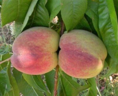 Frutti di Pesco Michelini