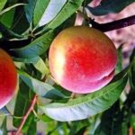 Frutto di Pesco Regina di Londa