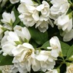 Philadelphus 'Manteau d'Hermine'