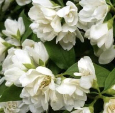 Philadelphus 'Manteau d'Hermine'