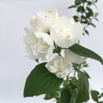 Philadelphus 'Virginalis' Petto d'Angelo