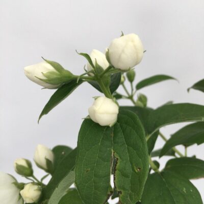 boccioli di philadelphus x virginalis petto d'angelo