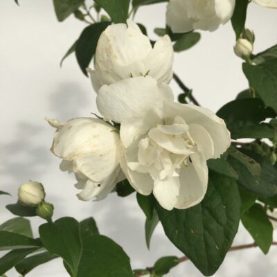 particolare dei fiori di philadelphus virginalis petto d'angelo