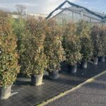 Photinia x fraseri 'Red Robin' FOTINIA