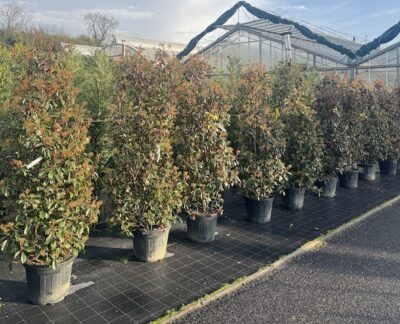 Photinia x fraseri 'Red Robin' FOTINIA