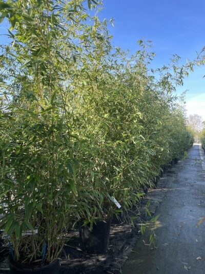 Phyllostachys aurea BAMBU CL18