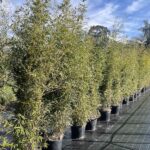 Phyllostachys aurea CL30 Vivai Frappetta