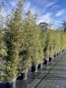 Phyllostachys aurea CL30 Vivai Frappetta