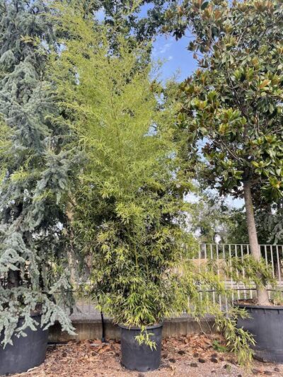 Phyllostachys nigra BAMBU - Vivai frappetta